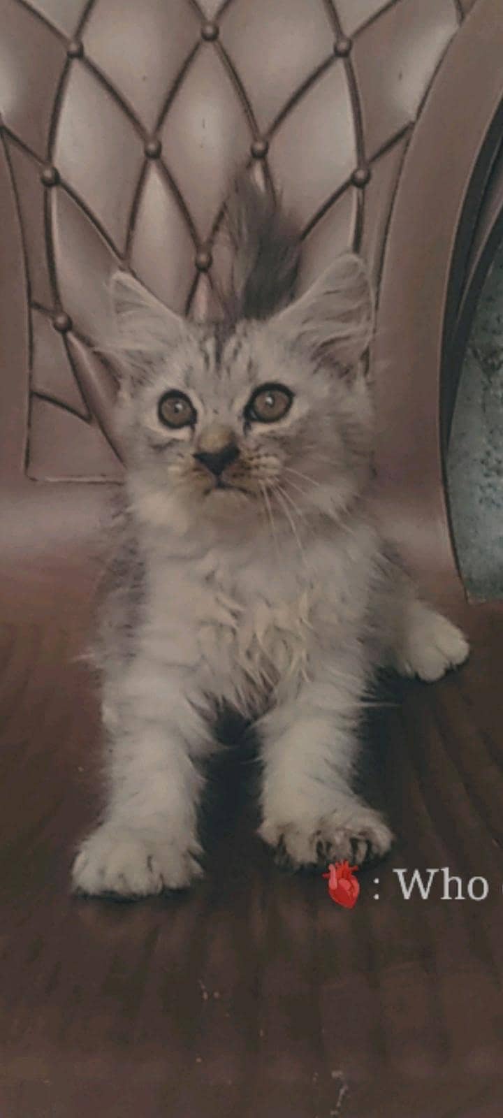 version kitten 0
