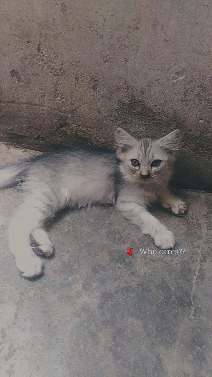 version kitten 1
