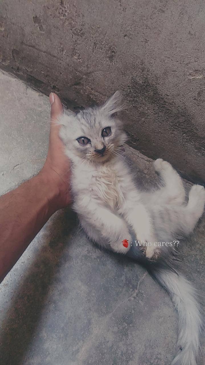version kitten 2