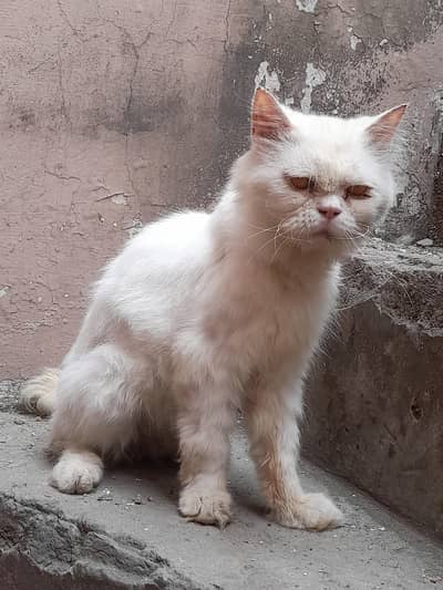 semi punch persian male cat
