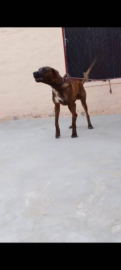 11 month Pakistani bully 32 inch