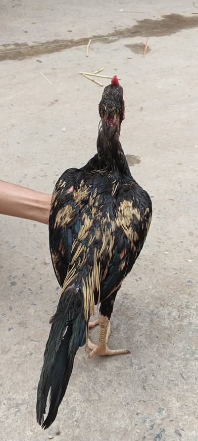 black gold