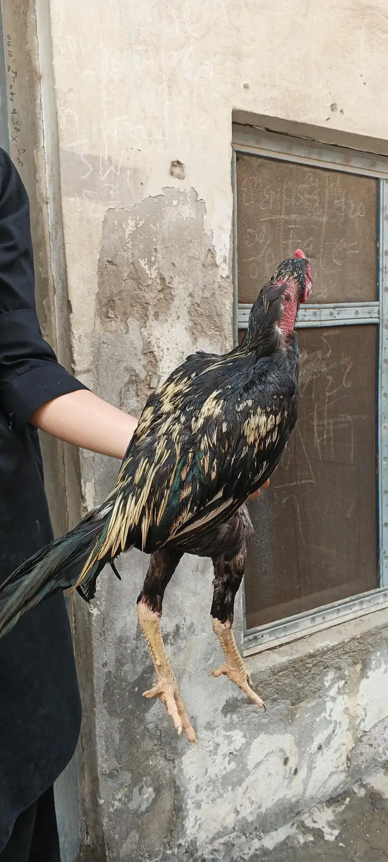 black gold — photo 3