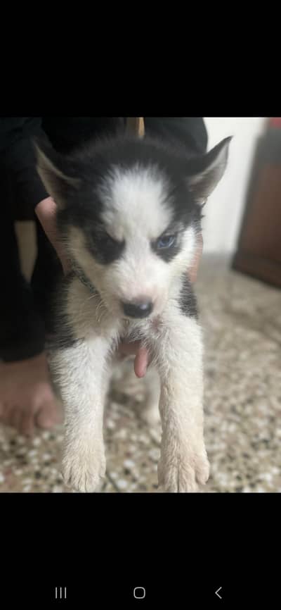 Siberian Husky