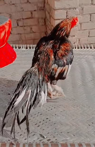 full granti Wala prenda mushka lakha 03700721271