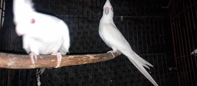 Eno red eyes top quality 2 males and 1 female available. READ DESCRIP.