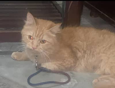 female Persian