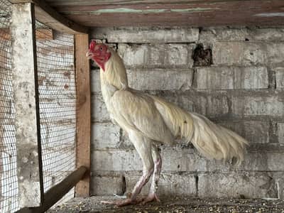 03140716265 Aseel chicks and breeder Male   is pa rabta krein