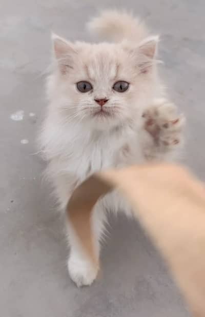 Persian kitten pair
