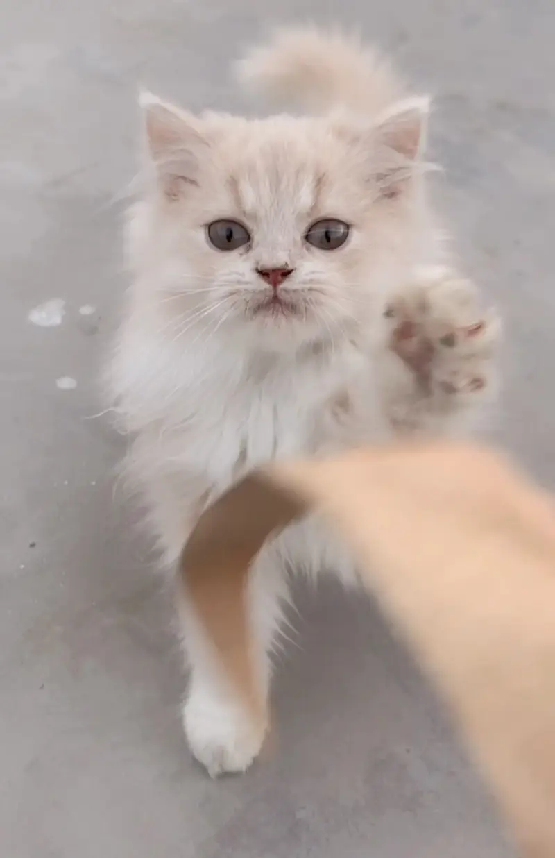Persian kitten pair