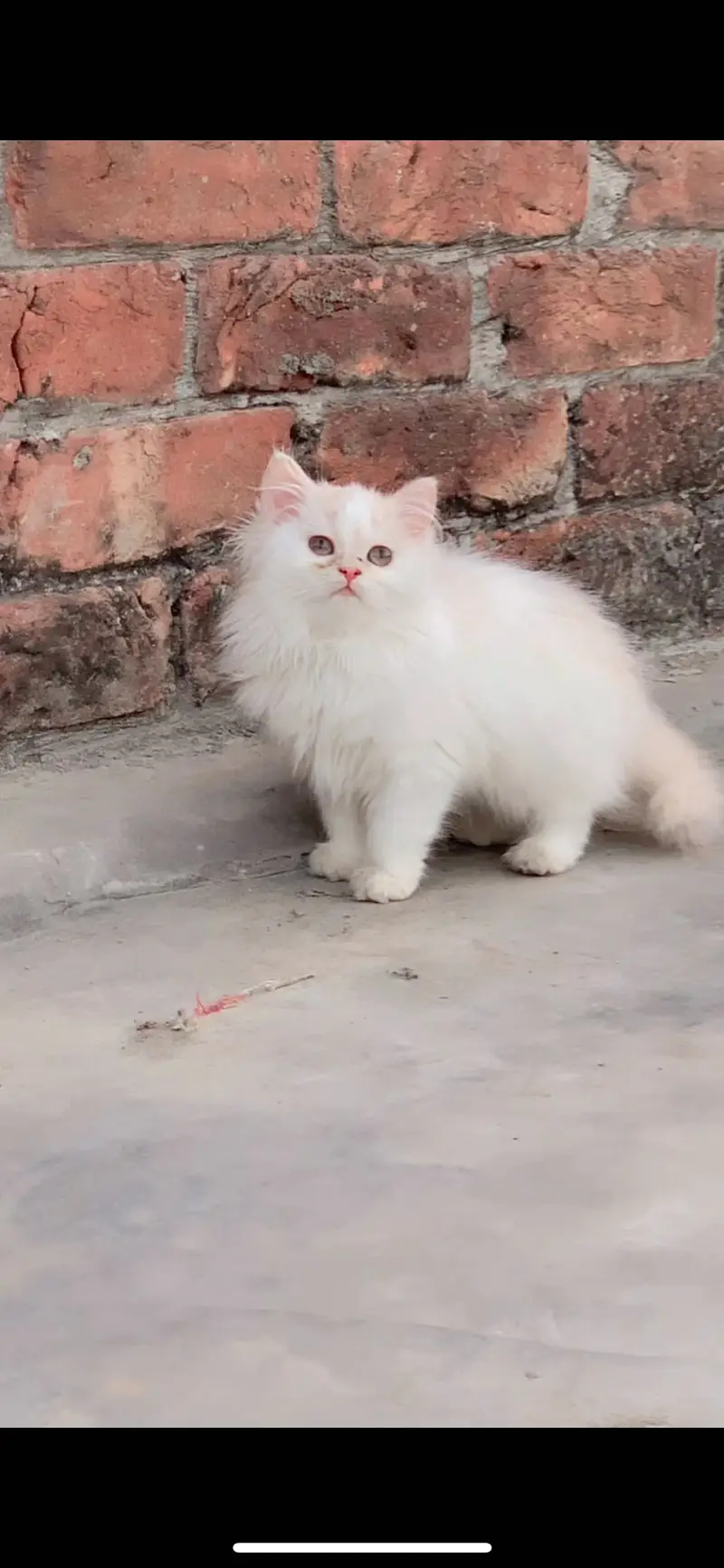 Persian kitten pair — photo 2