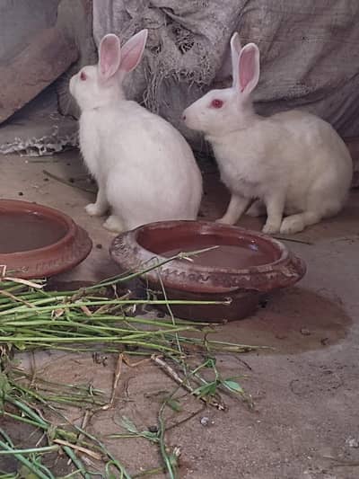 Rabit breeding pair