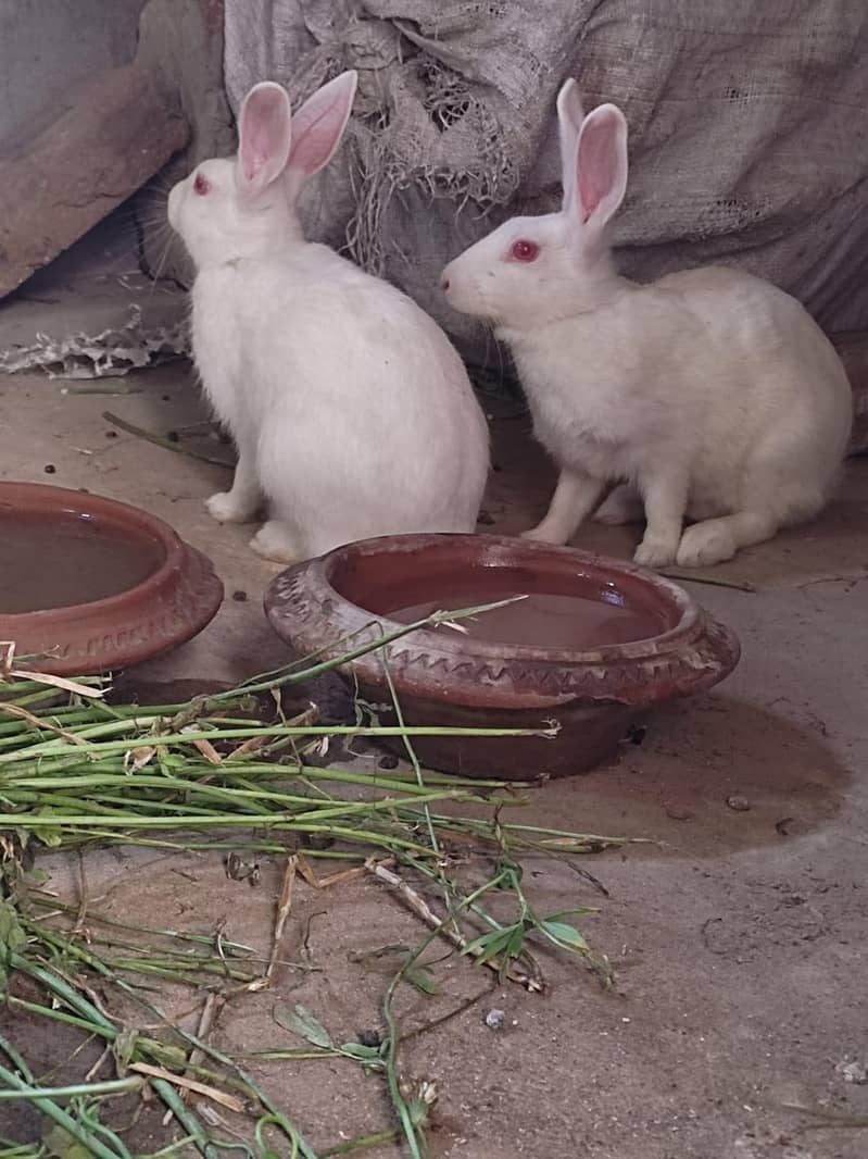 Rabit breeding pair 0