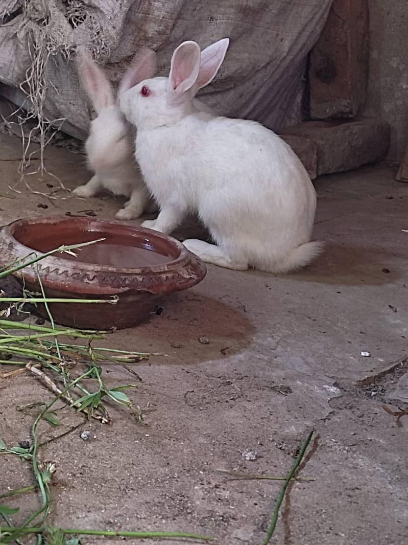 Rabit breeding pair 1