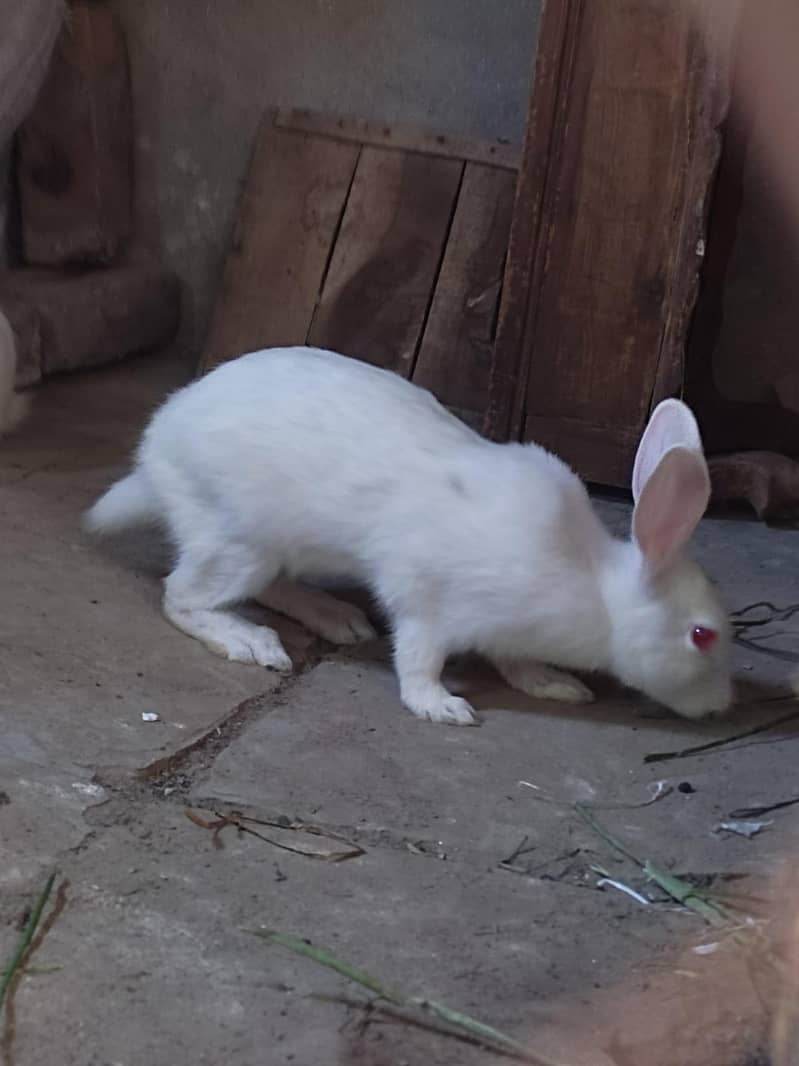 Rabit breeding pair 2