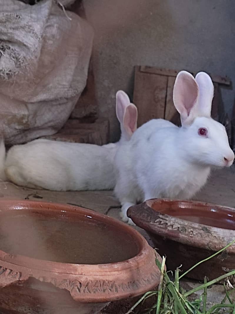 Rabit breeding pair 3