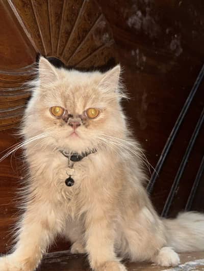 male cat for sale 