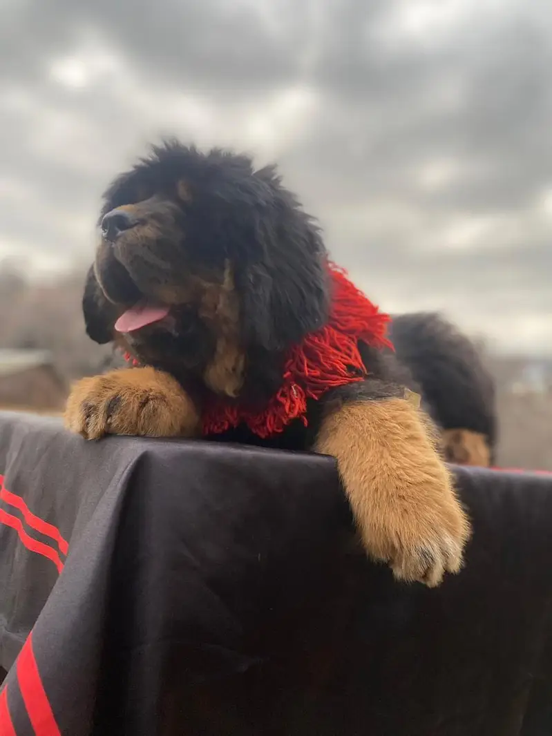 IMPORTED TIBETAN MASTIFF PUPPIES ARE AVAILABLE FOR SALE — photo 2