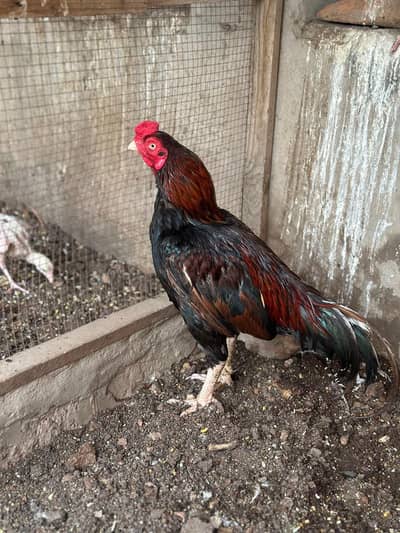 Aseel Amroha Top Quality Breeder