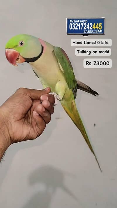 Raw hand tamed parrot or Cages