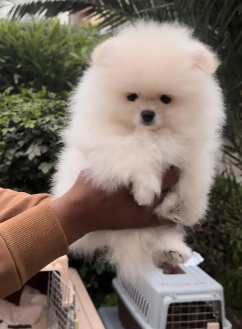 IMPORTED POMERANIAN PUPPIES ARE AVAILABLE FOR SALE — photo 2