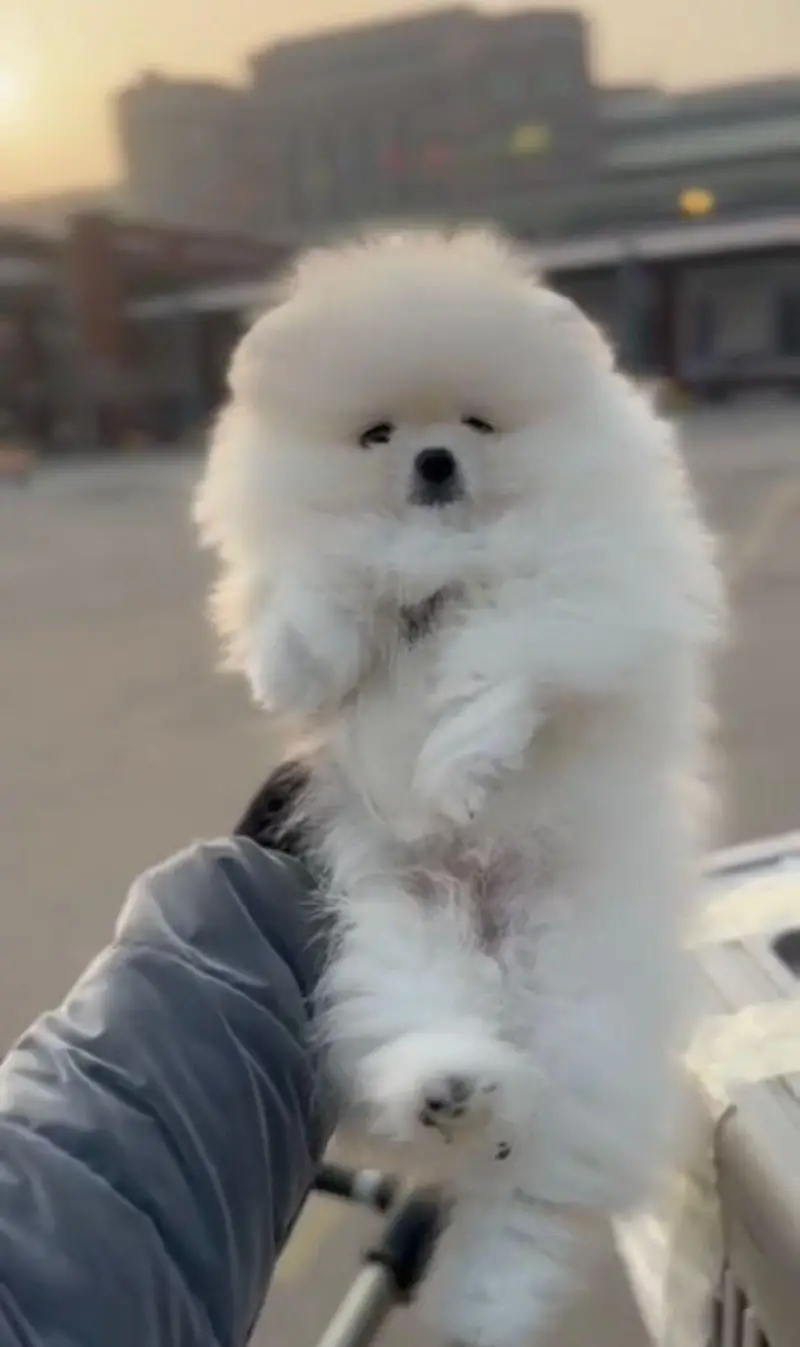 IMPORTED POMERANIAN PUPPIES ARE AVAILABLE FOR SALE — photo 3