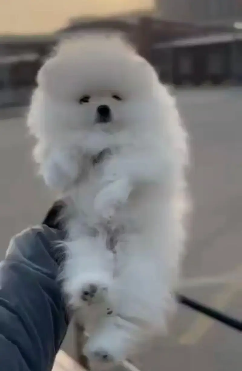 IMPORTED POMERANIAN PUPPIES ARE AVAILABLE FOR SALE — photo 4