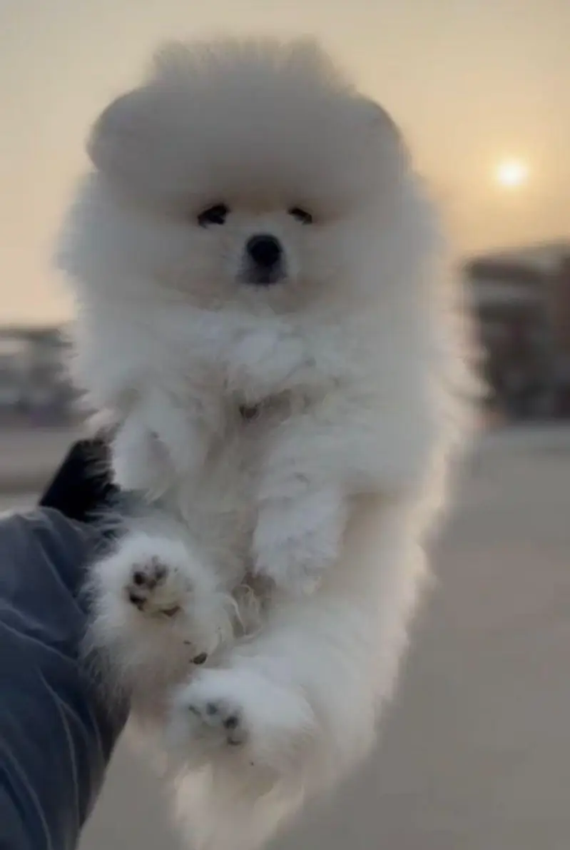 IMPORTED POMERANIAN PUPPIES ARE AVAILABLE FOR SALE — photo 5