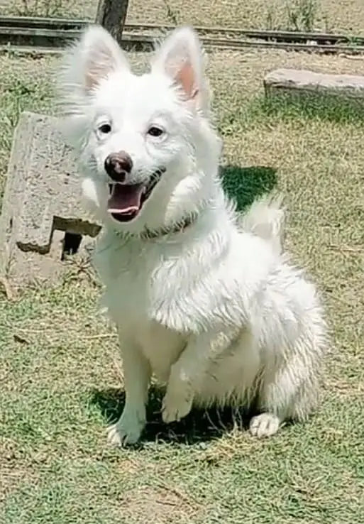Russian dog male aje 4 month aje available for sale