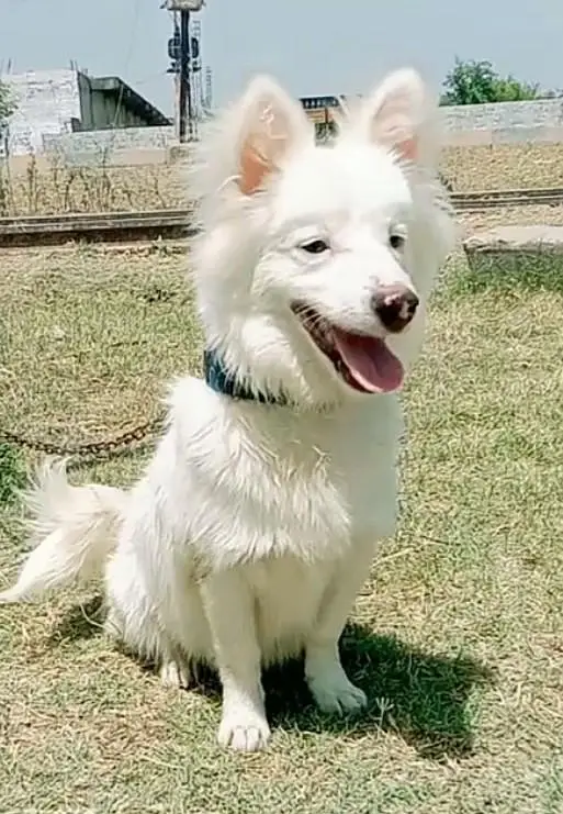 Russian dog male aje 4 month aje available for sale — photo 2