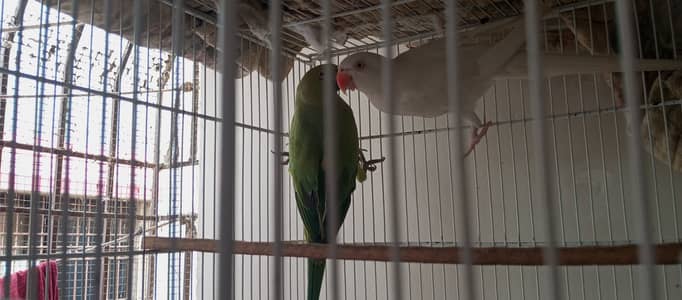 White Ringneck Male and Green Female