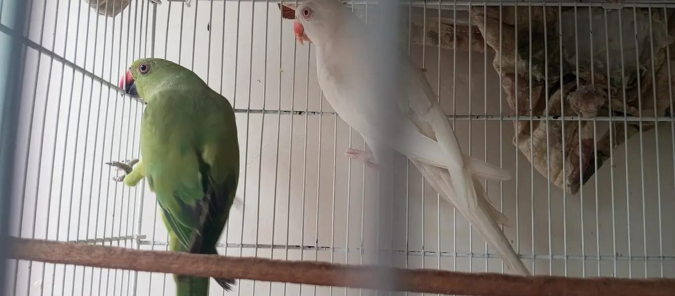White Ringneck Male and Green Female — photo 2