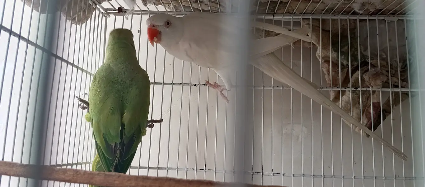 White Ringneck Male and Green Female — photo 3