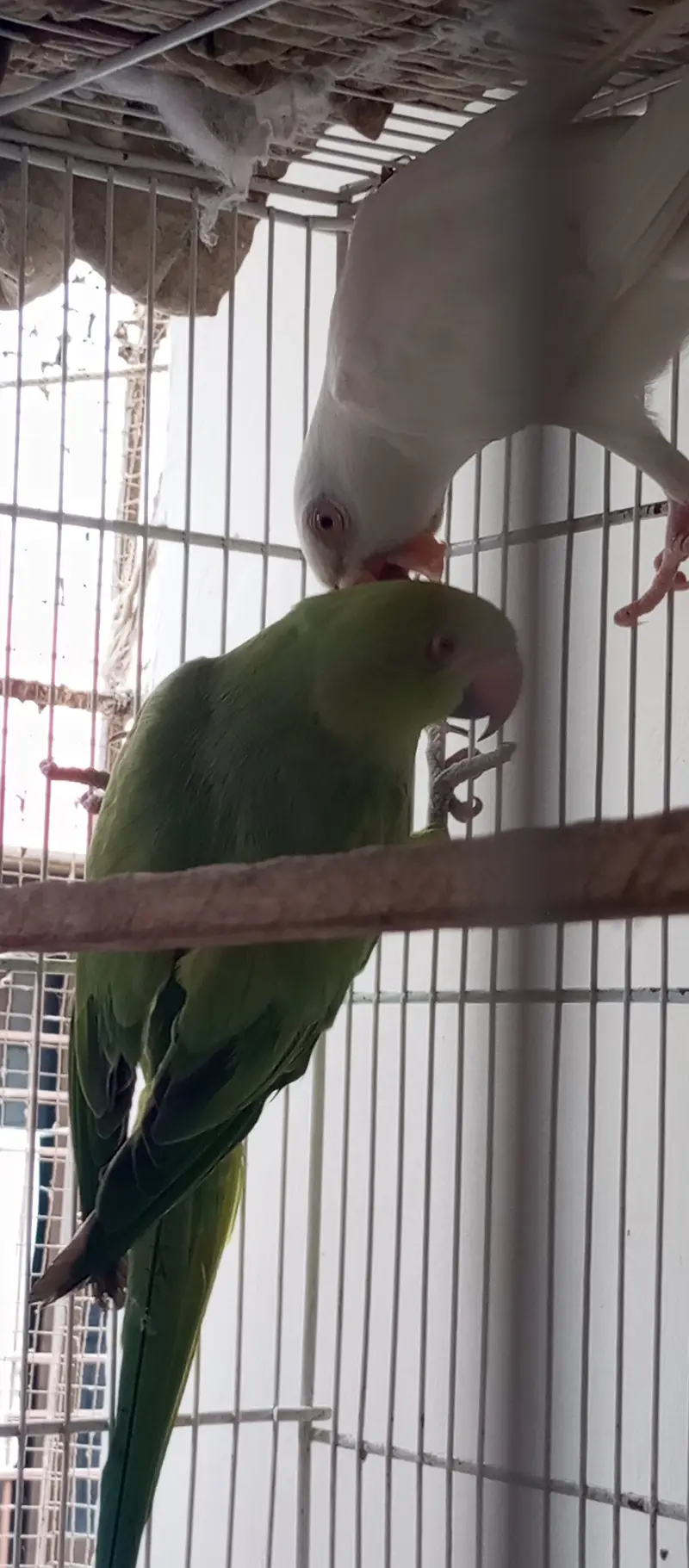 White Ringneck Male and Green Female — photo 4