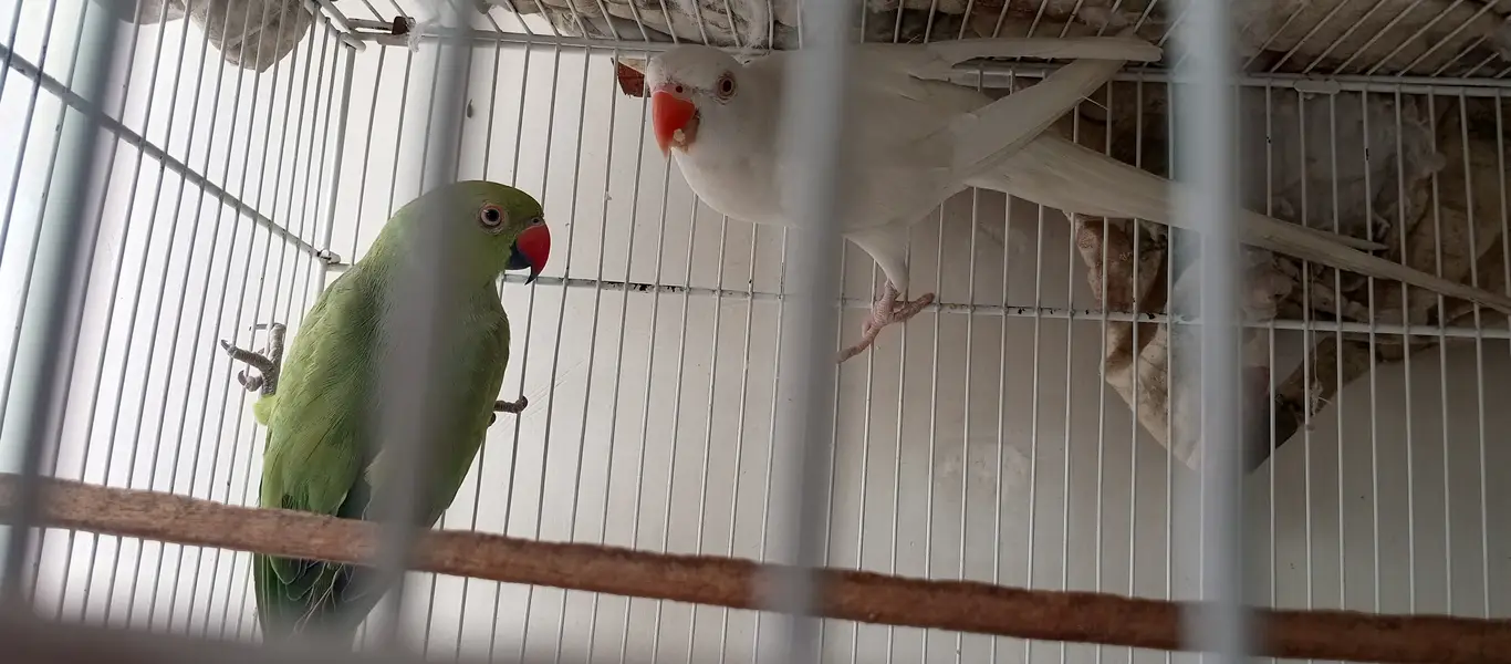 White Ringneck Male and Green Female — photo 5