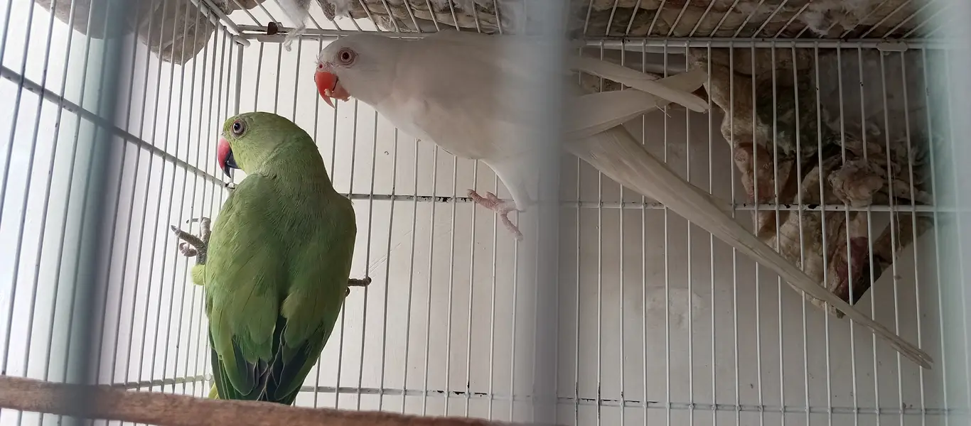 White Ringneck Male and Green Female — photo 6