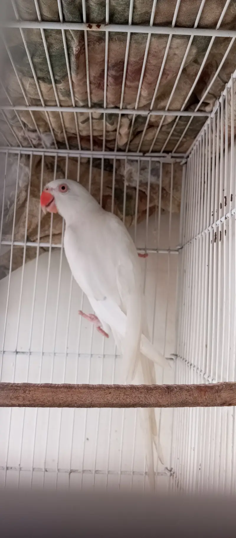 White Ringneck Male and Green Female — photo 7