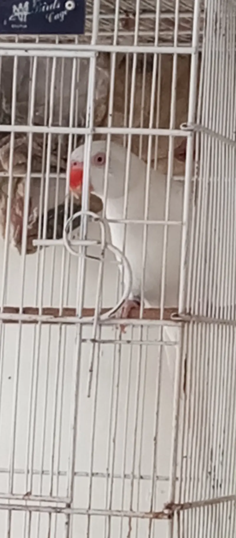 White Ringneck Male and Green Female — photo 8