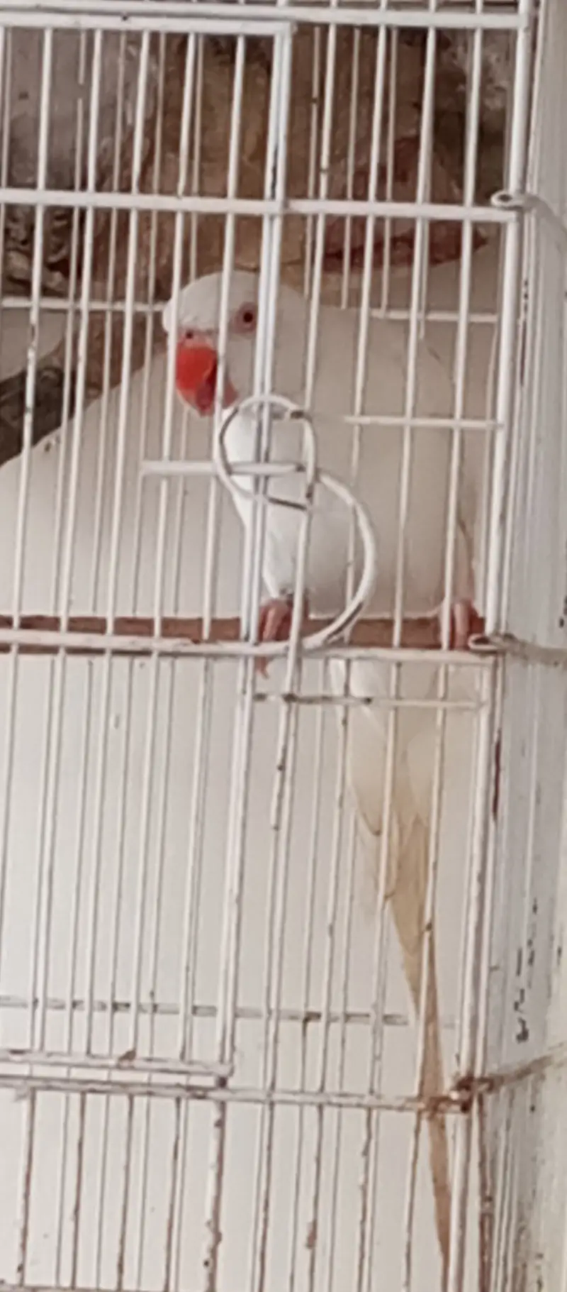 White Ringneck Male and Green Female — photo 9