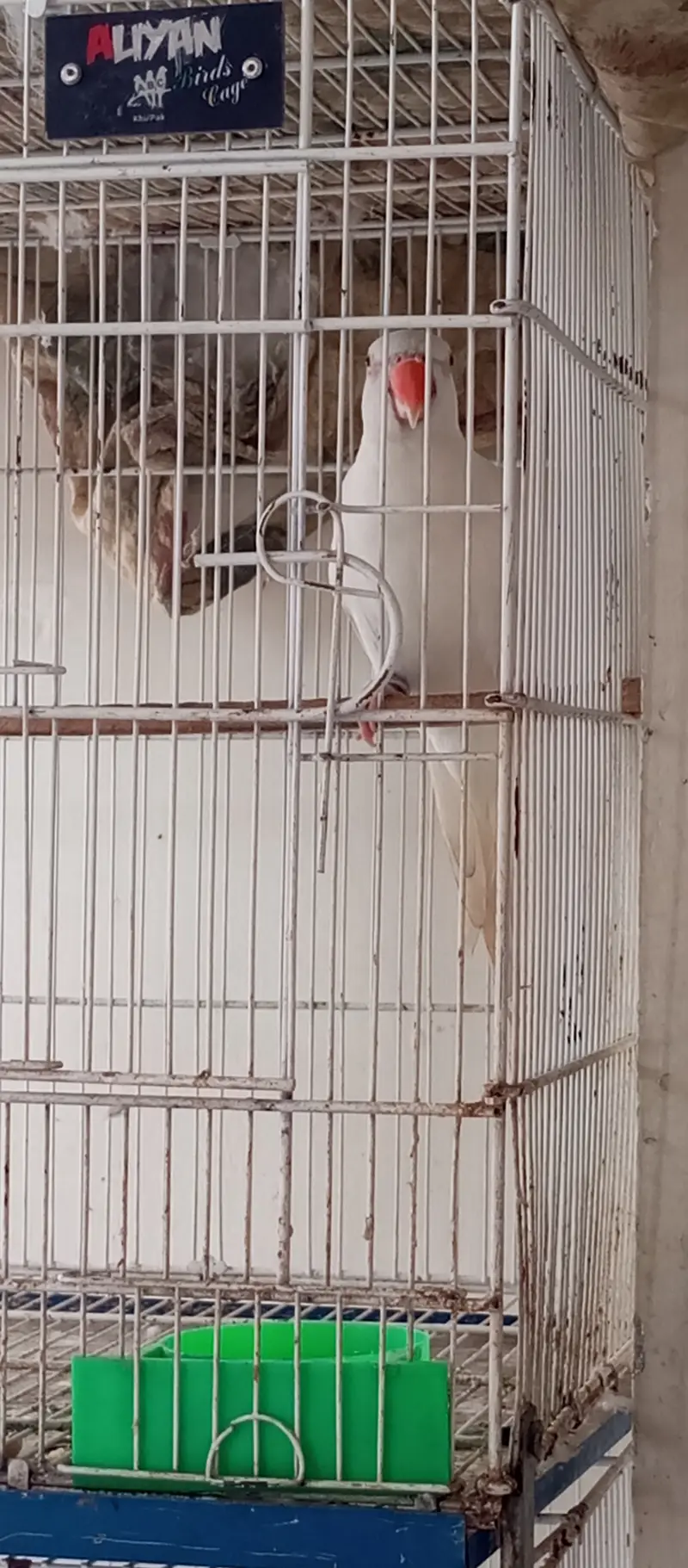 White Ringneck Male and Green Female — photo 10