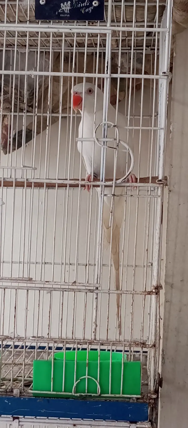 White Ringneck Male and Green Female — photo 11