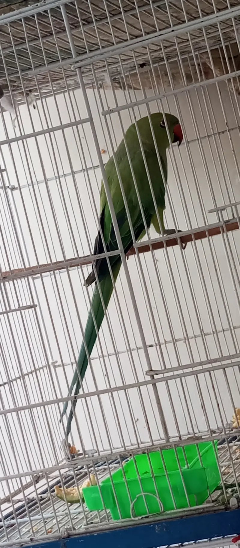 White Ringneck Male and Green Female — photo 12