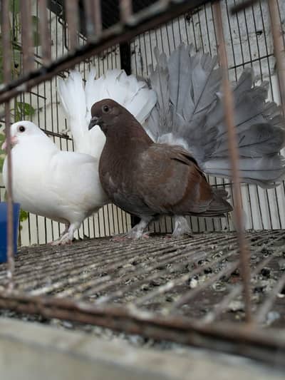 English fantail chicks pair available for sale