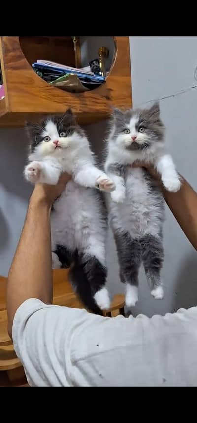 Quality Persian Punch face cat & kittens 03495425573 WhatsApp