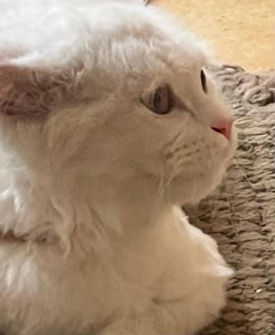 Persian cat