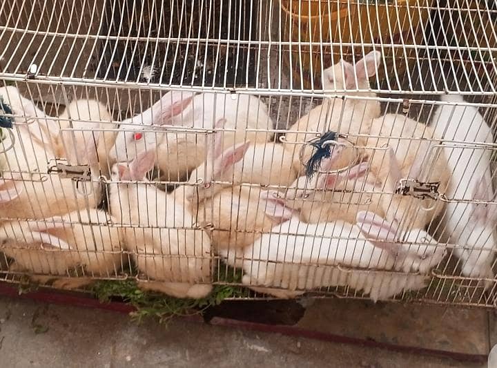 Rabbits 0