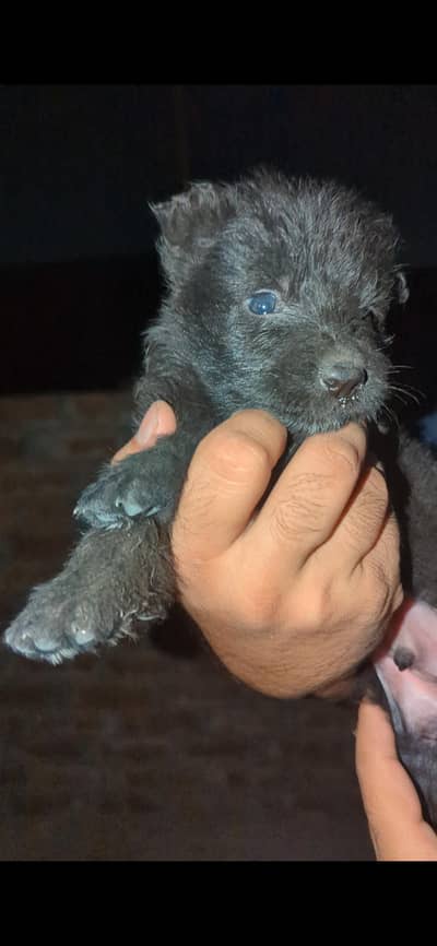 German shepherd Puppies for sale