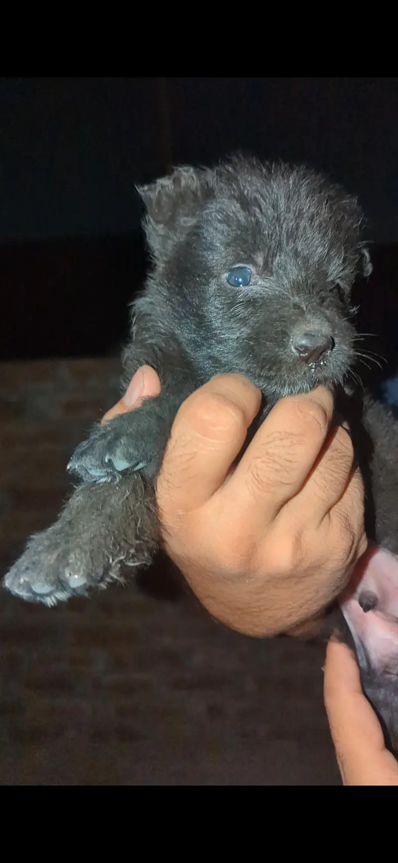 German shepherd Puppies for sale