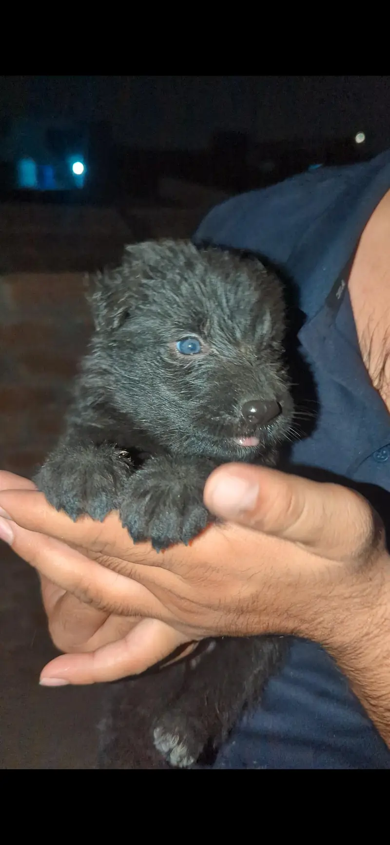 German shepherd Puppies for sale — photo 2
