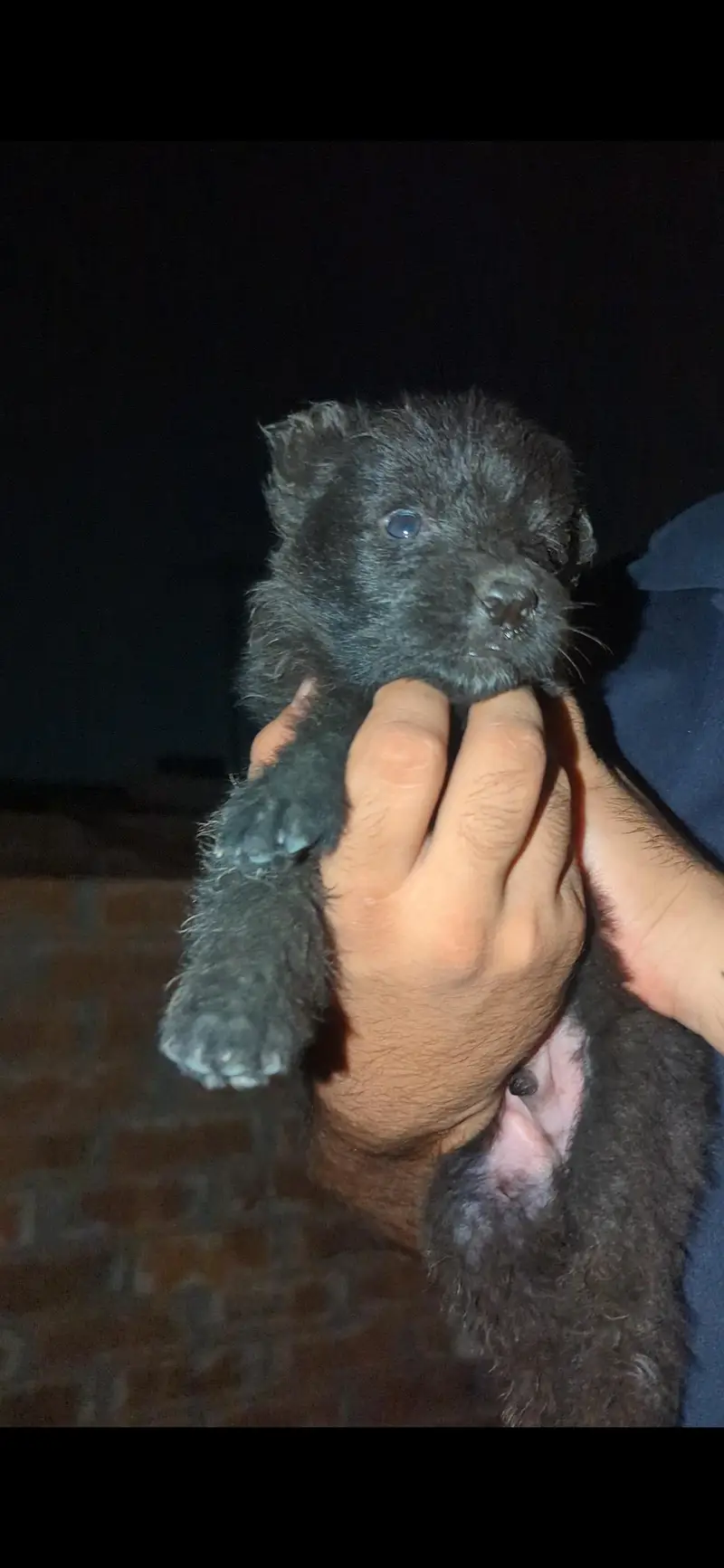 German shepherd Puppies for sale — photo 3